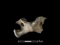 鹿科骨藏品圖，第3張