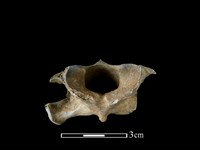 鹿科骨藏品圖，第1張