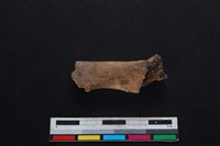 鹿科骨藏品圖，第1張