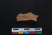 鹿科骨藏品圖，第2張