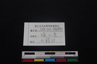 鹿科骨藏品圖，第3張