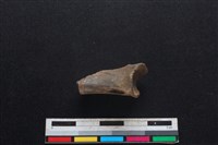 鹿科骨藏品圖，第1張