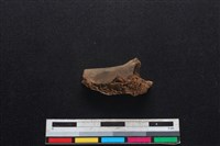 鹿科骨藏品圖，第2張