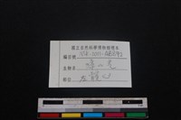 鹿科骨藏品圖，第3張