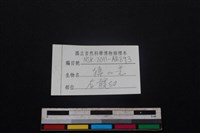鹿科骨藏品圖，第5張