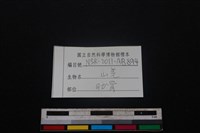 山羌骨藏品圖，第3張