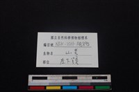 山羌骨藏品圖，第4張