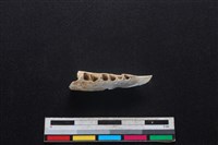 山羌骨藏品圖，第3張