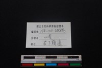 山羌骨藏品圖，第4張