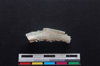 山羌骨藏品圖，第2張