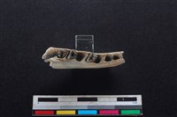 山羌骨藏品圖，第3張