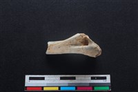 山羌骨藏品圖，第1張