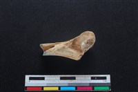 山羌骨藏品圖，第2張