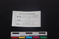 山羌骨藏品圖，第3張