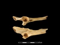 山羌骨藏品圖，第1張