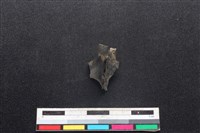 鹿科骨藏品圖，第1張