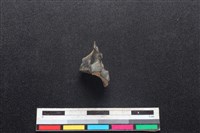 鹿科骨藏品圖，第2張