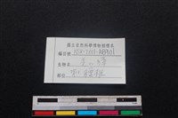 鹿科骨藏品圖，第3張