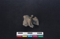 鹿科骨藏品圖，第2張