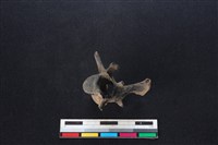 鹿科骨藏品圖，第3張