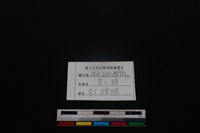 鹿科骨藏品圖，第4張