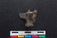 鹿科骨藏品圖，第1張