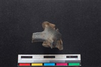 鹿科骨藏品圖，第2張