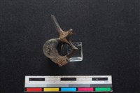 鹿科骨藏品圖，第3張