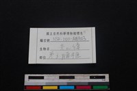 鹿科骨藏品圖，第4張