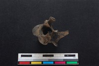 鹿科骨藏品圖，第3張