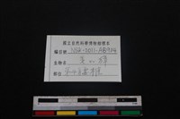 鹿科骨藏品圖，第4張