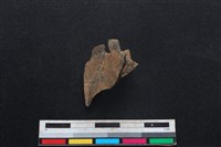 鹿科骨藏品圖，第1張