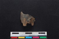 鹿科骨藏品圖，第2張