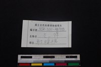 鹿科骨藏品圖，第3張