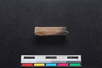 鹿科骨藏品圖，第1張