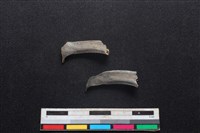 鹿科骨藏品圖，第2張