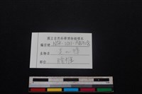 鹿科骨藏品圖，第3張