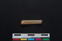 山羌骨藏品圖，第2張