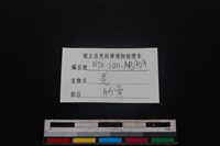 山羌骨藏品圖，第3張