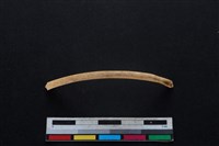 鹿科骨藏品圖，第1張