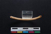 鹿科骨藏品圖，第2張