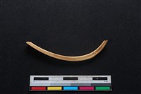 鹿科骨藏品圖，第3張