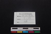 鹿科骨藏品圖，第4張