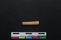 鹿科骨藏品圖，第1張