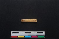 鹿科骨藏品圖，第2張