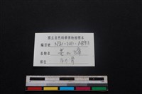 鹿科骨藏品圖，第3張