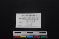 鹿科骨藏品圖，第3張