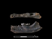 狗獾骨藏品圖，第2張