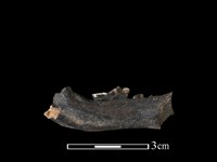 狗獾骨藏品圖，第1張