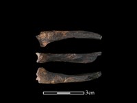 狗獾骨藏品圖，第1張